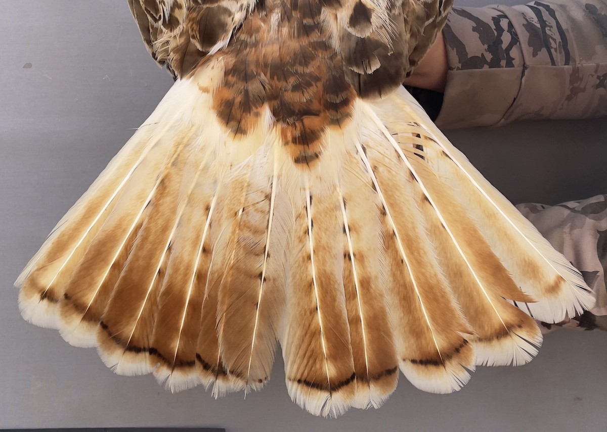 Red-tailed Hawk - ML613417587