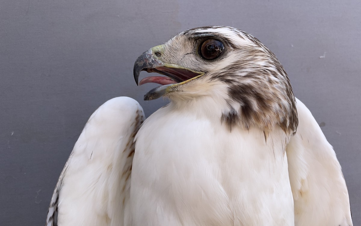 Red-tailed Hawk - ML613417600