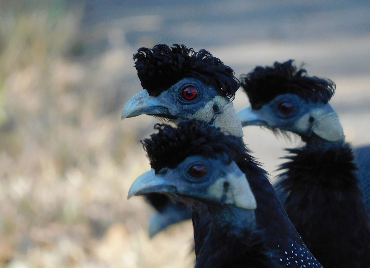 Southern Crested Guineafowl - ML613417603