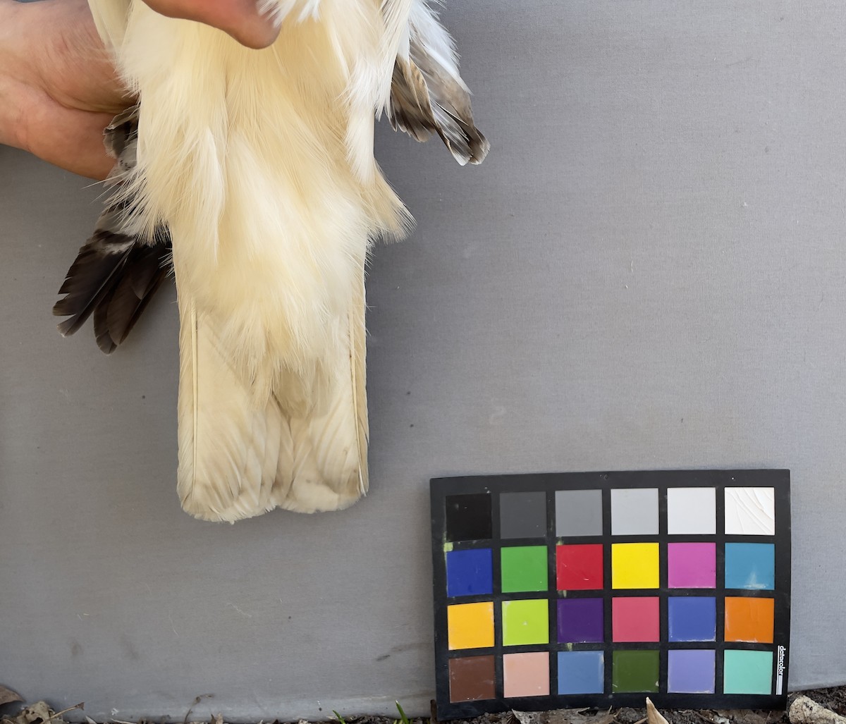 Red-tailed Hawk - ML613417607