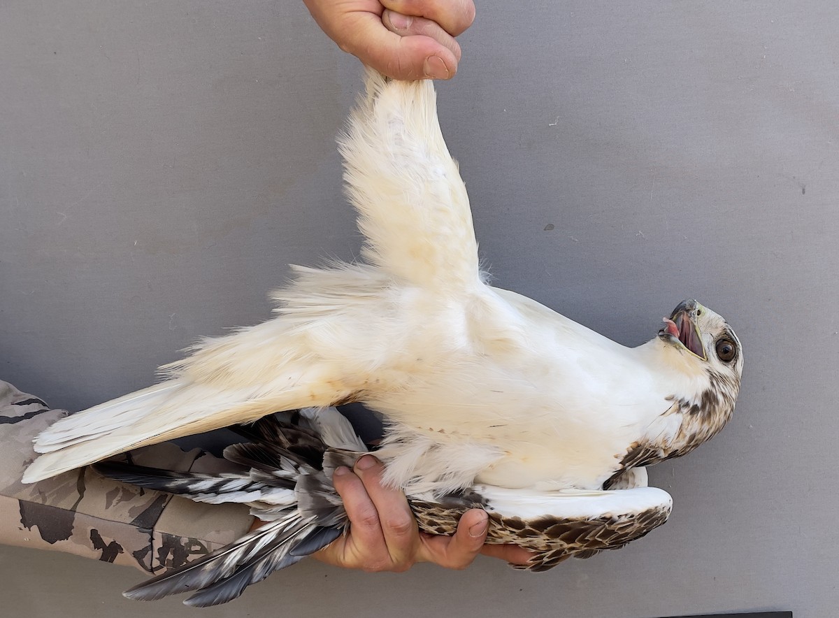 Red-tailed Hawk - ML613417611