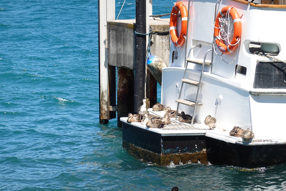 Little Pied Cormorant - ML613417623