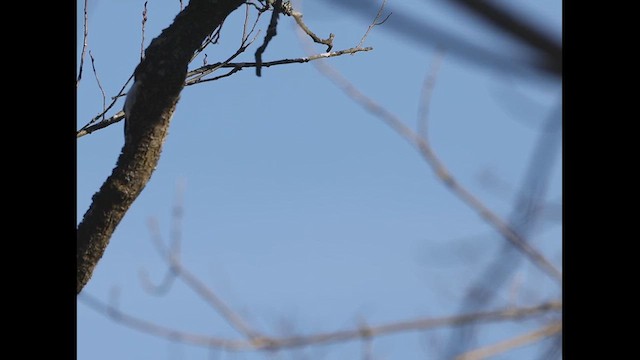 Red-headed Woodpecker - ML613417701