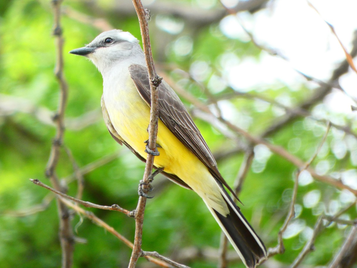 Western Kingbird - ML613417879