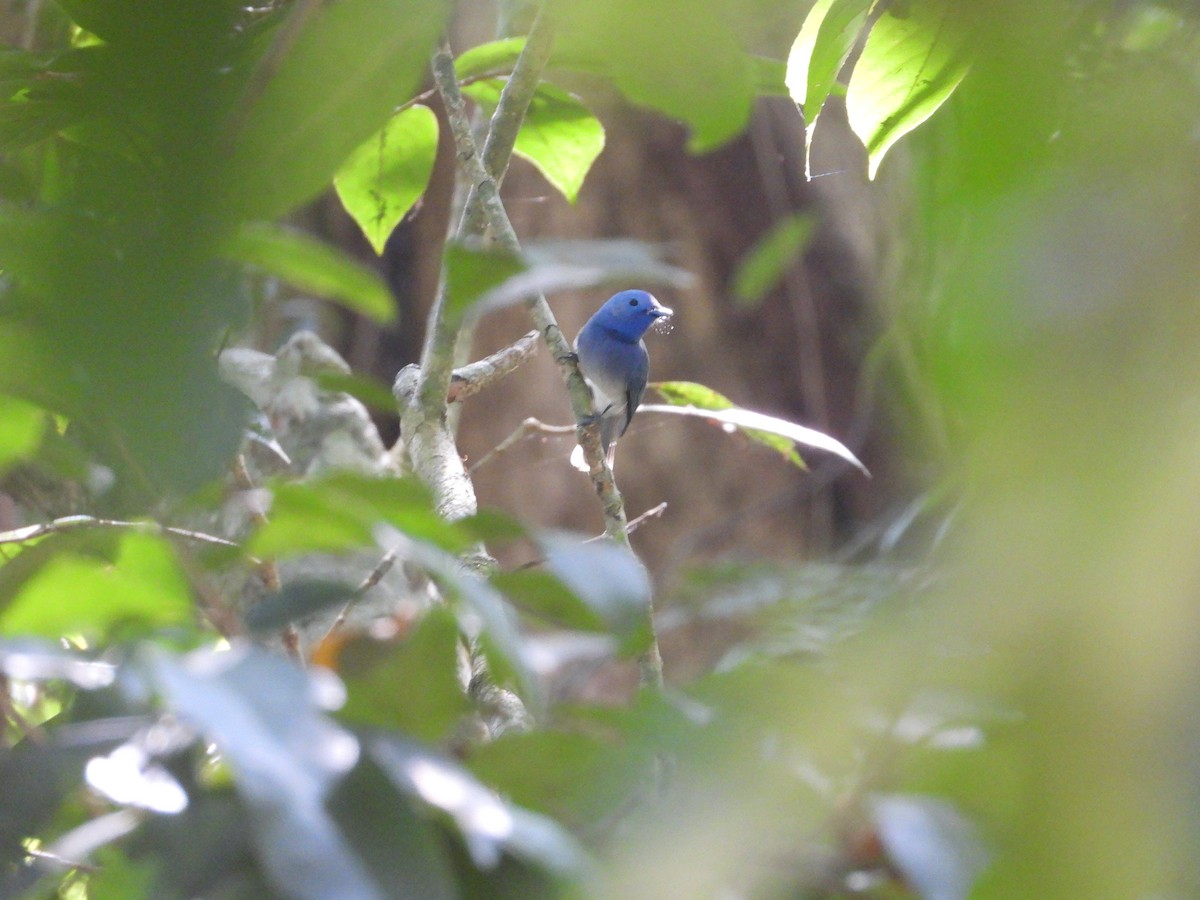 Black-naped Monarch - ML613417919