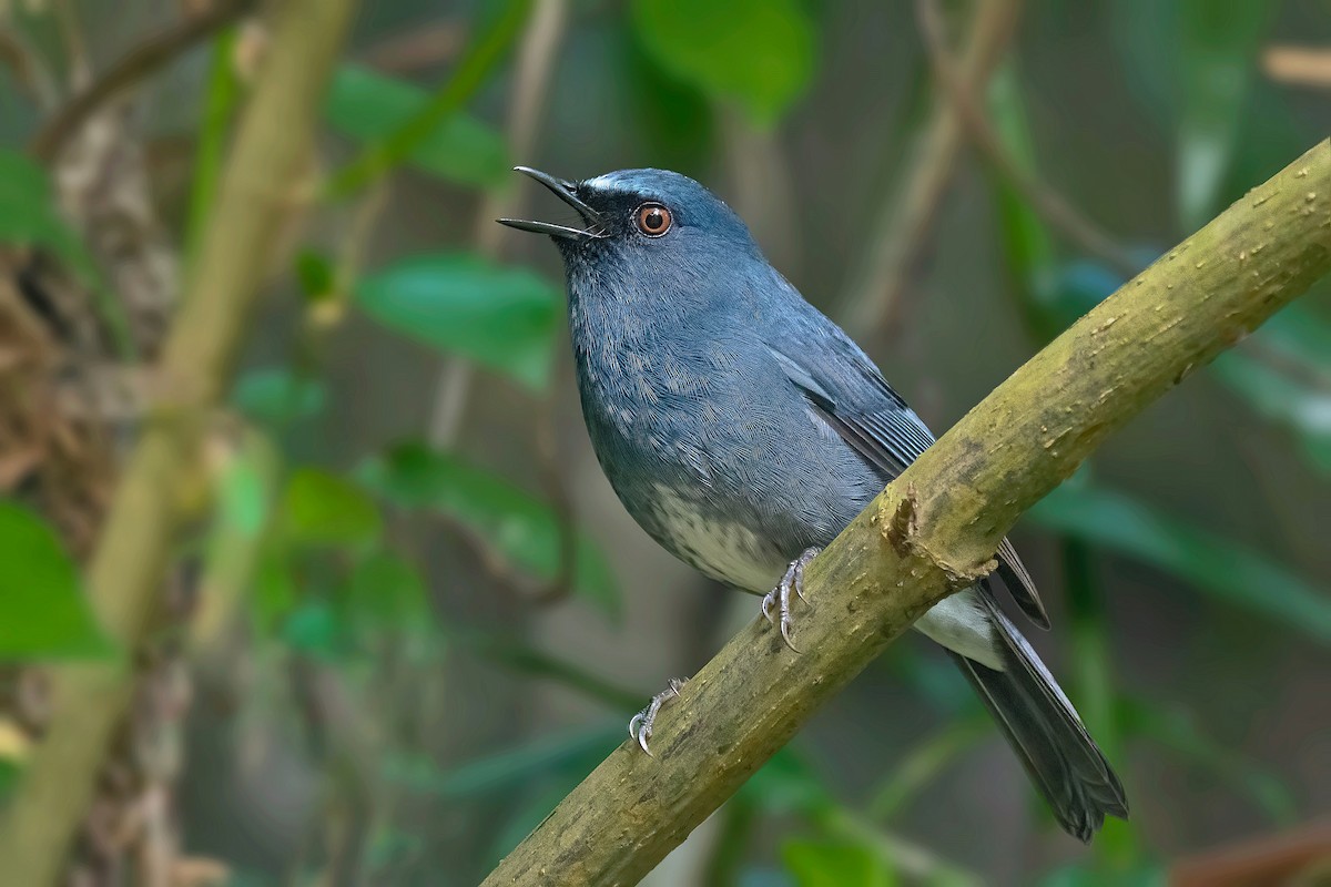 White-bellied Sholakili - ML613417927