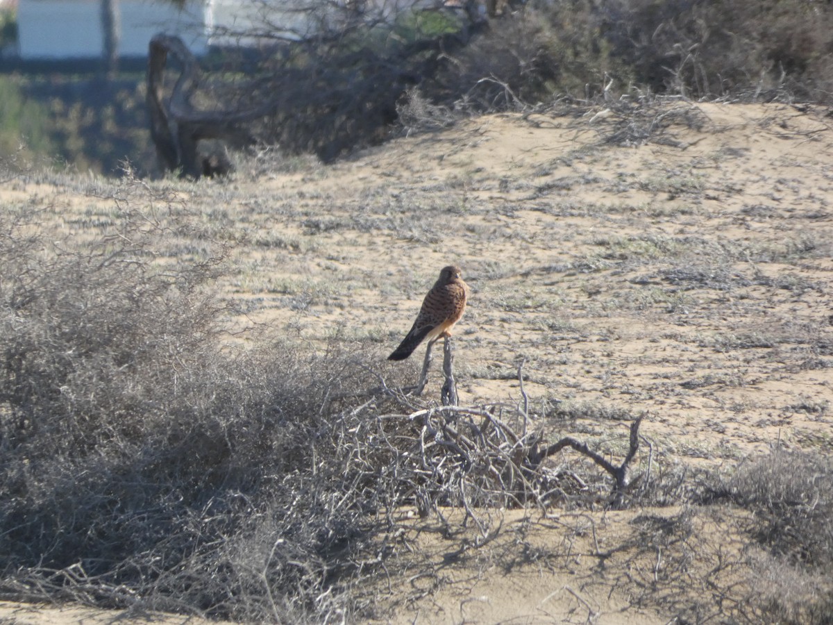 Eurasian Kestrel (Canary Is.) - ML613418042