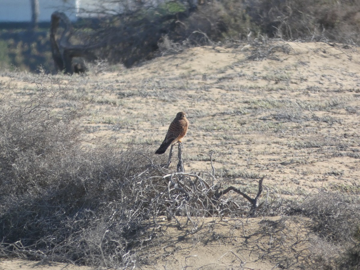 Eurasian Kestrel (Canary Is.) - ML613418043