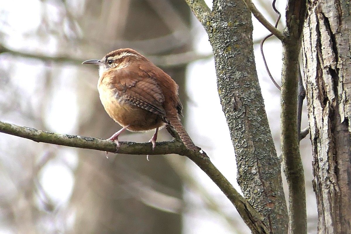 Carolina Wren - ML613418074