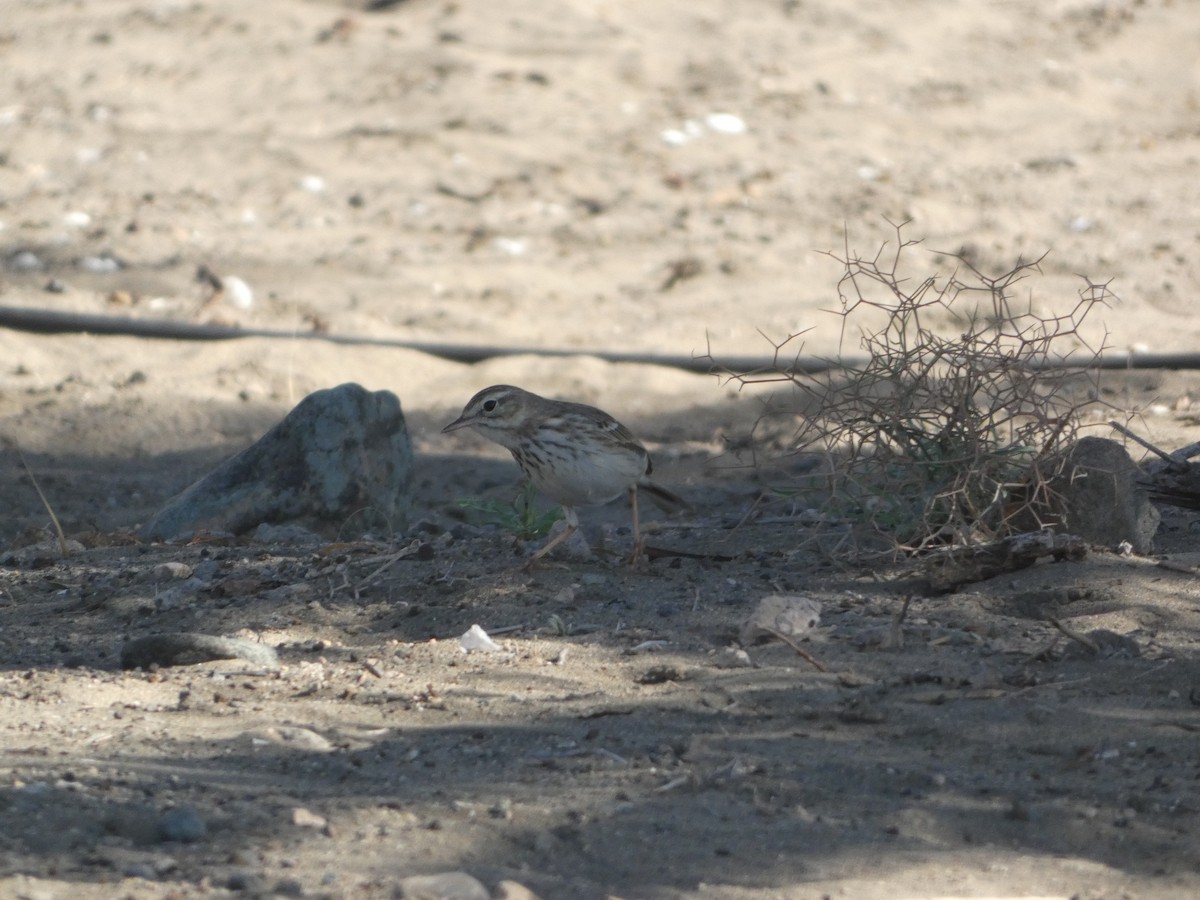 Berthelot's Pipit - ML613418112