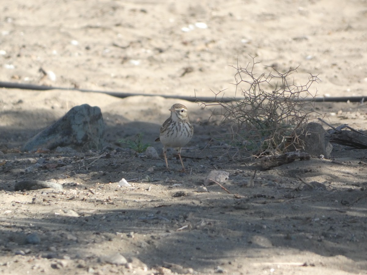 Berthelot's Pipit - ML613418113