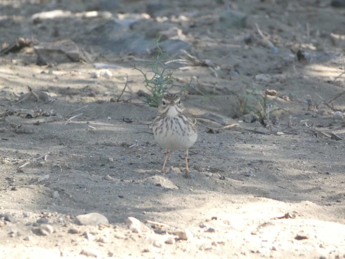 Berthelot's Pipit - ML613418116