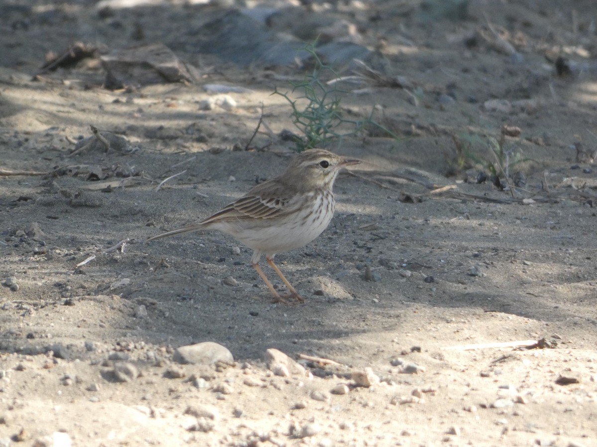 Berthelot's Pipit - ML613418117