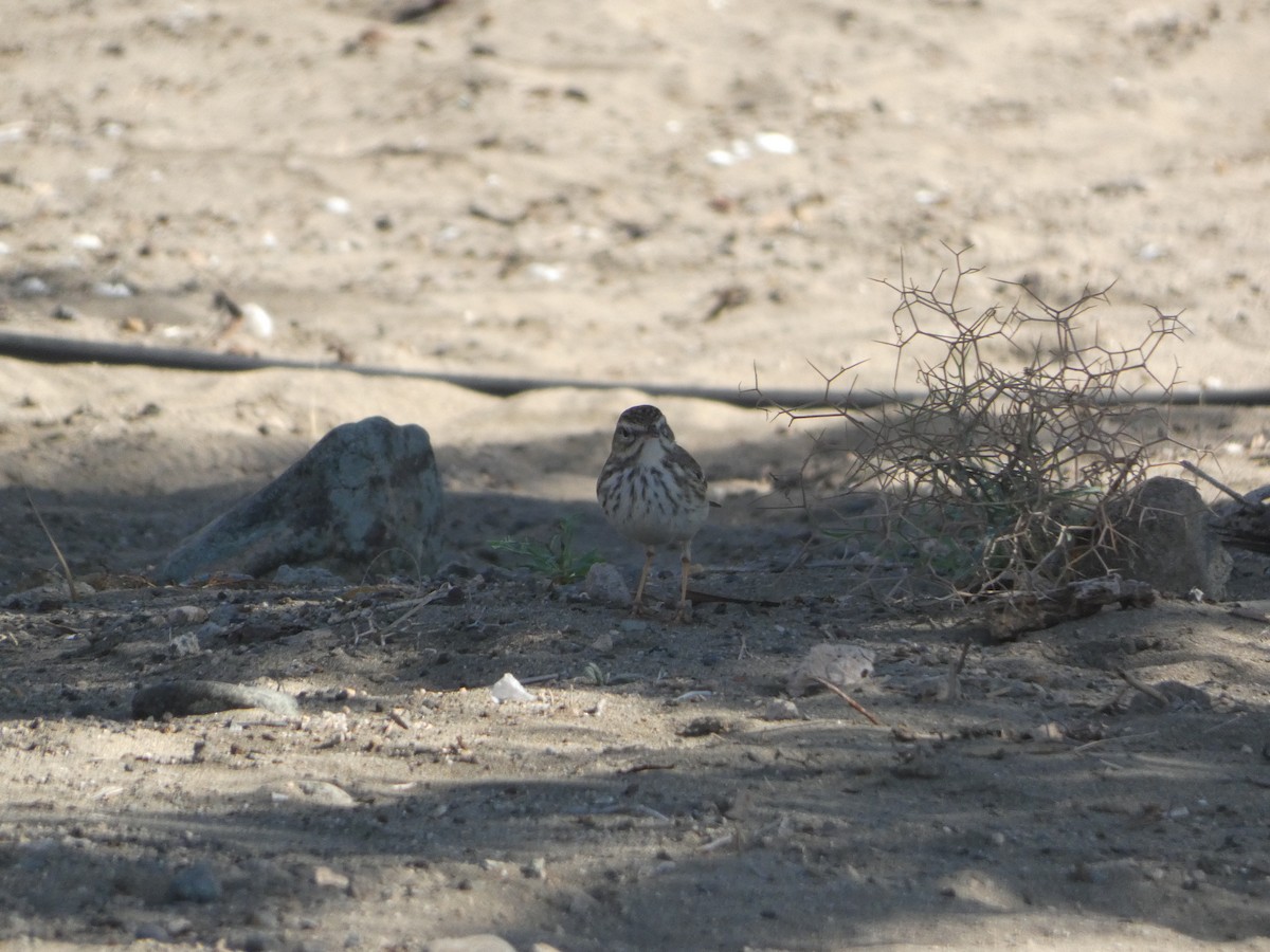 Berthelot's Pipit - ML613418118