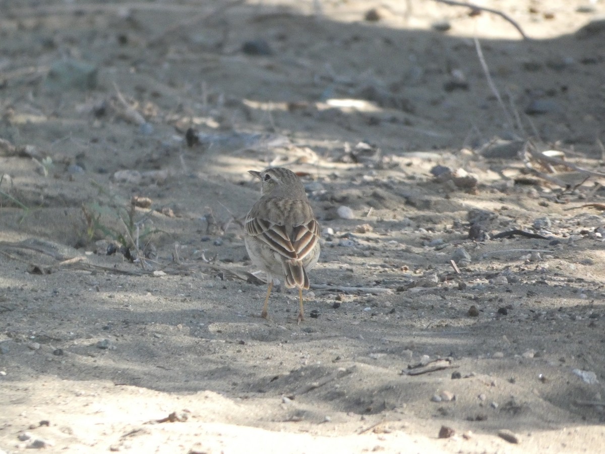 Berthelot's Pipit - ML613418119