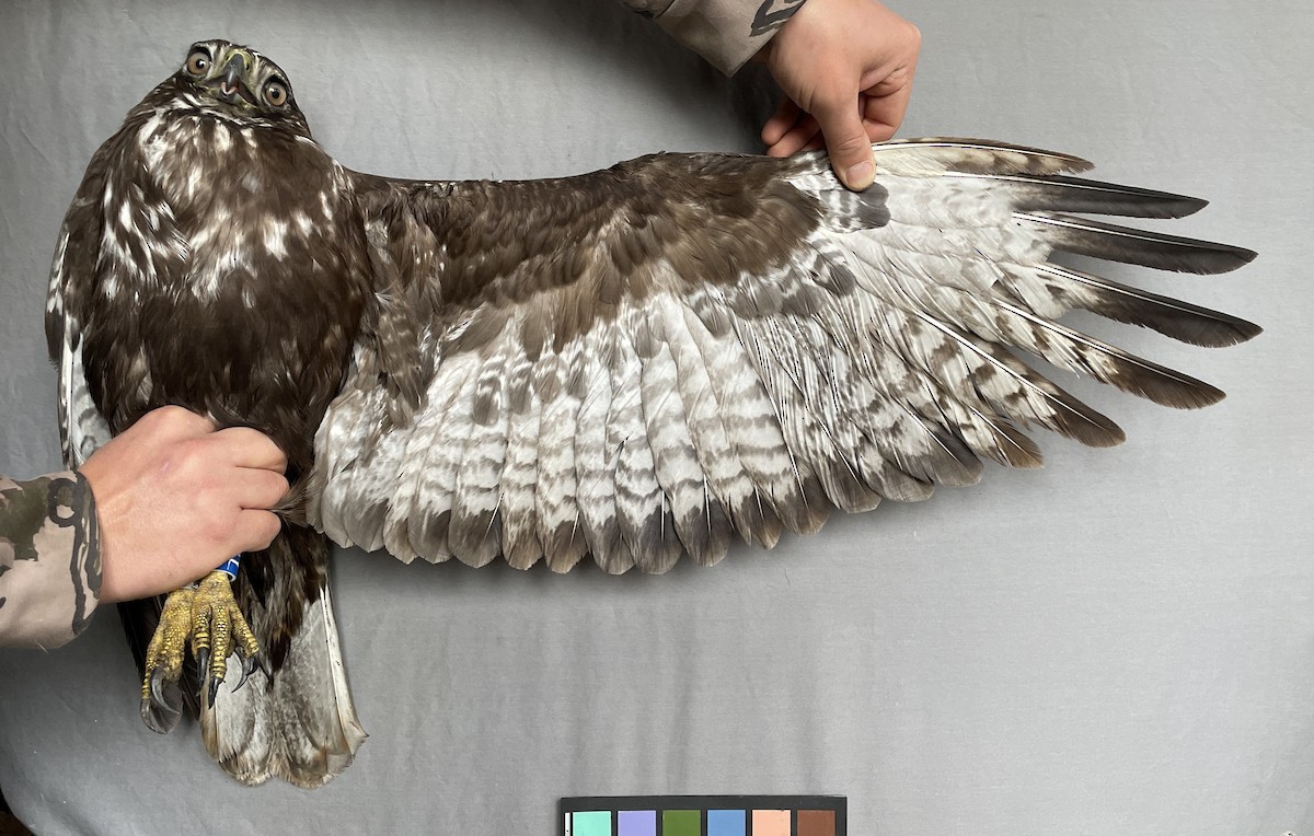 Red-tailed Hawk - ML613418129