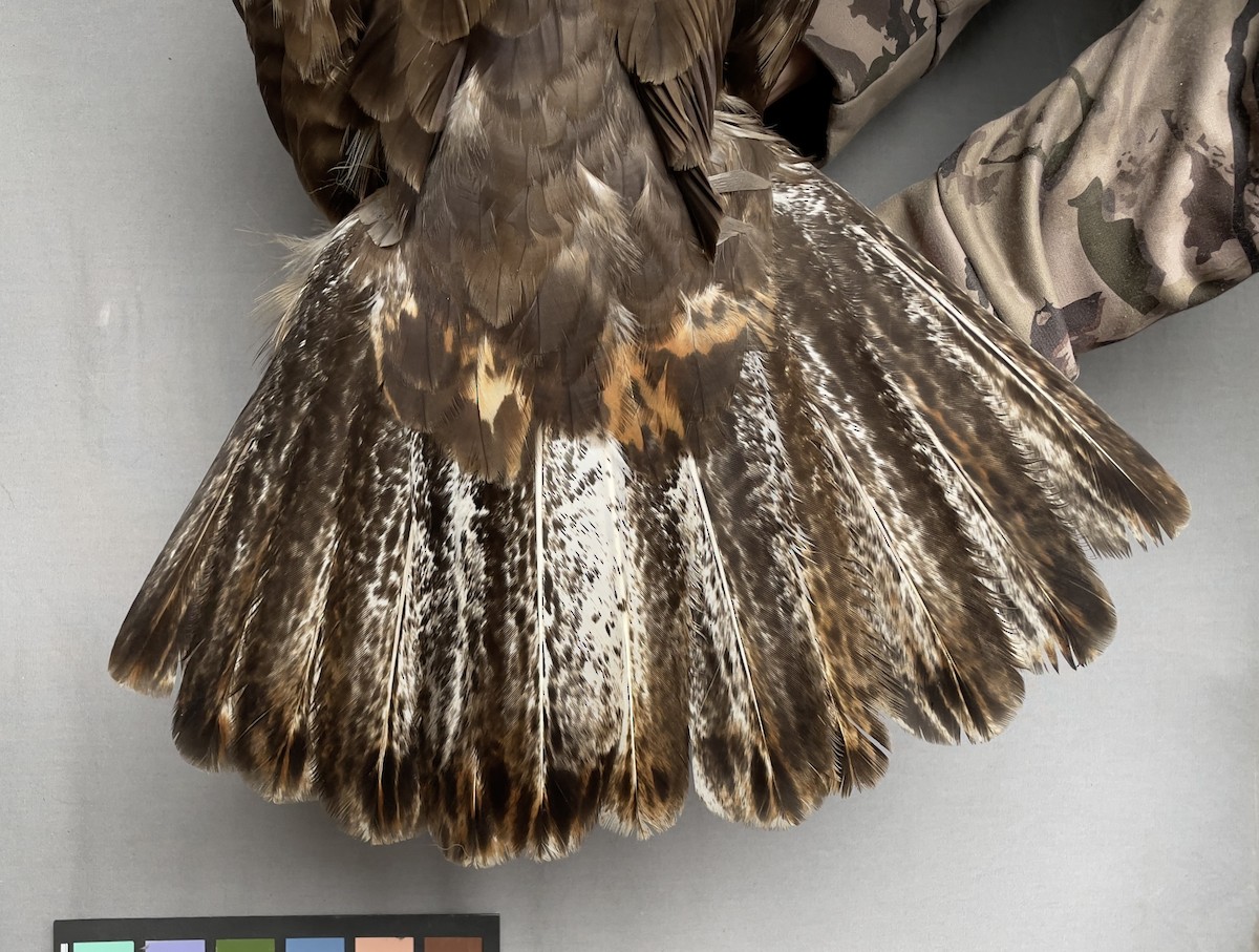 Red-tailed Hawk - ML613418136