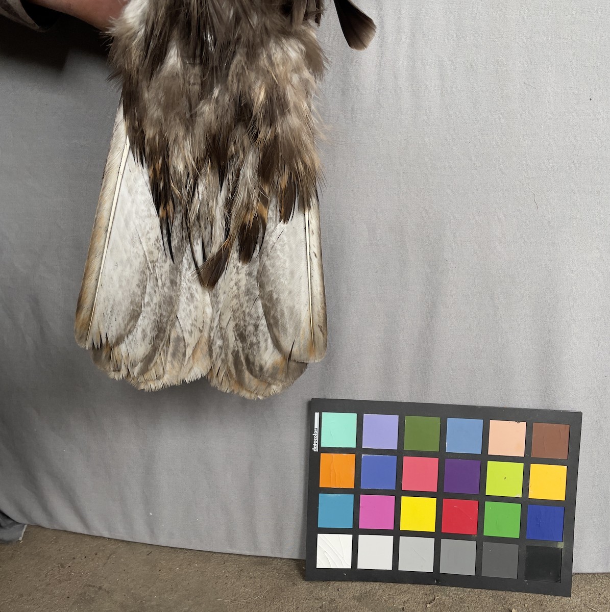 Red-tailed Hawk - ML613418184