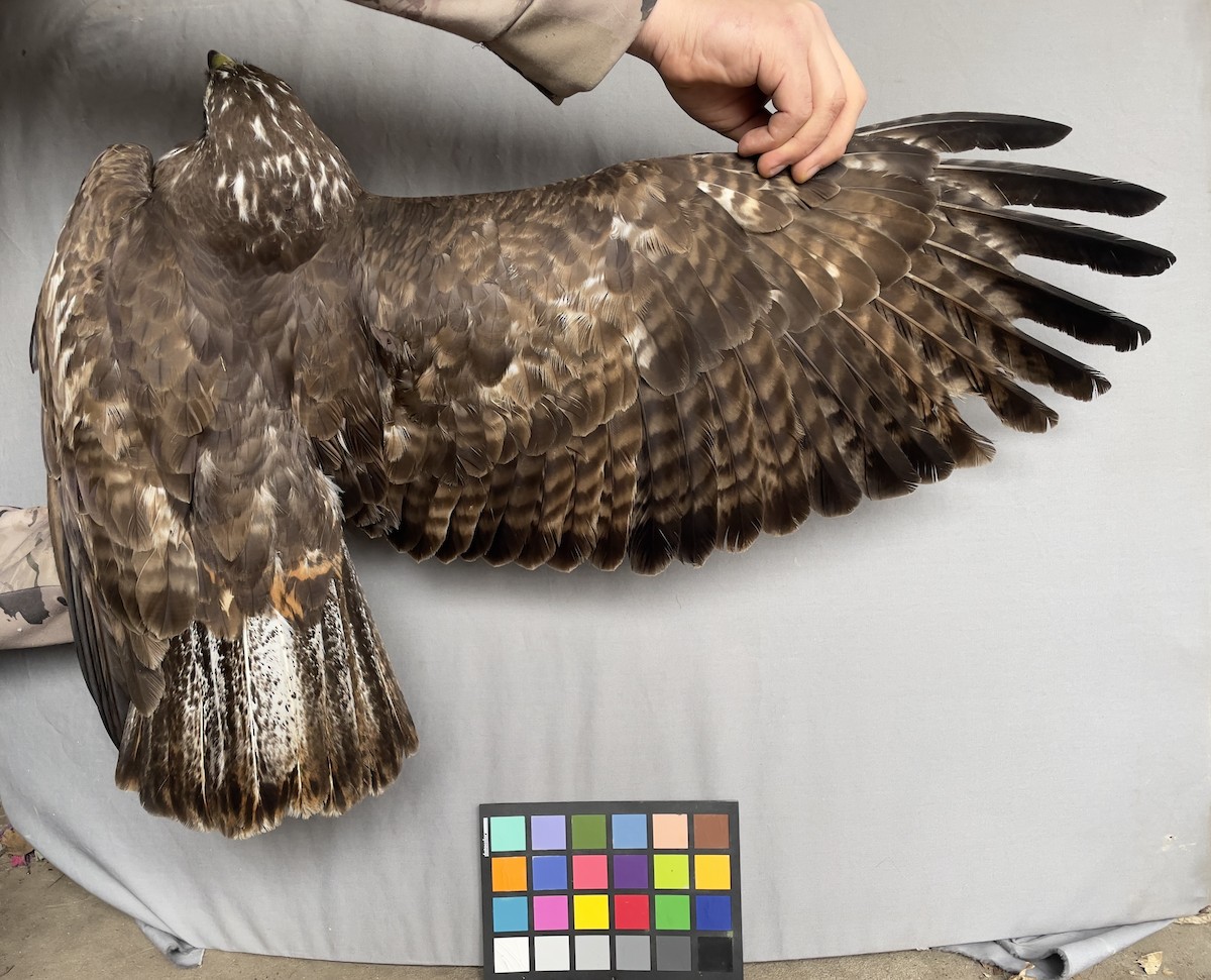 Red-tailed Hawk - ML613418242