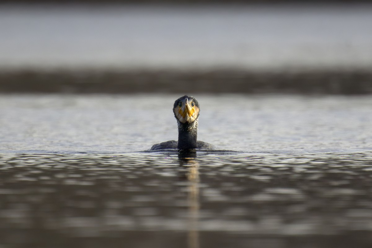 Great Cormorant - ML613418251