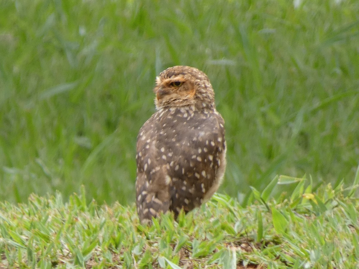 Burrowing Owl (grallaria) - ML613418317