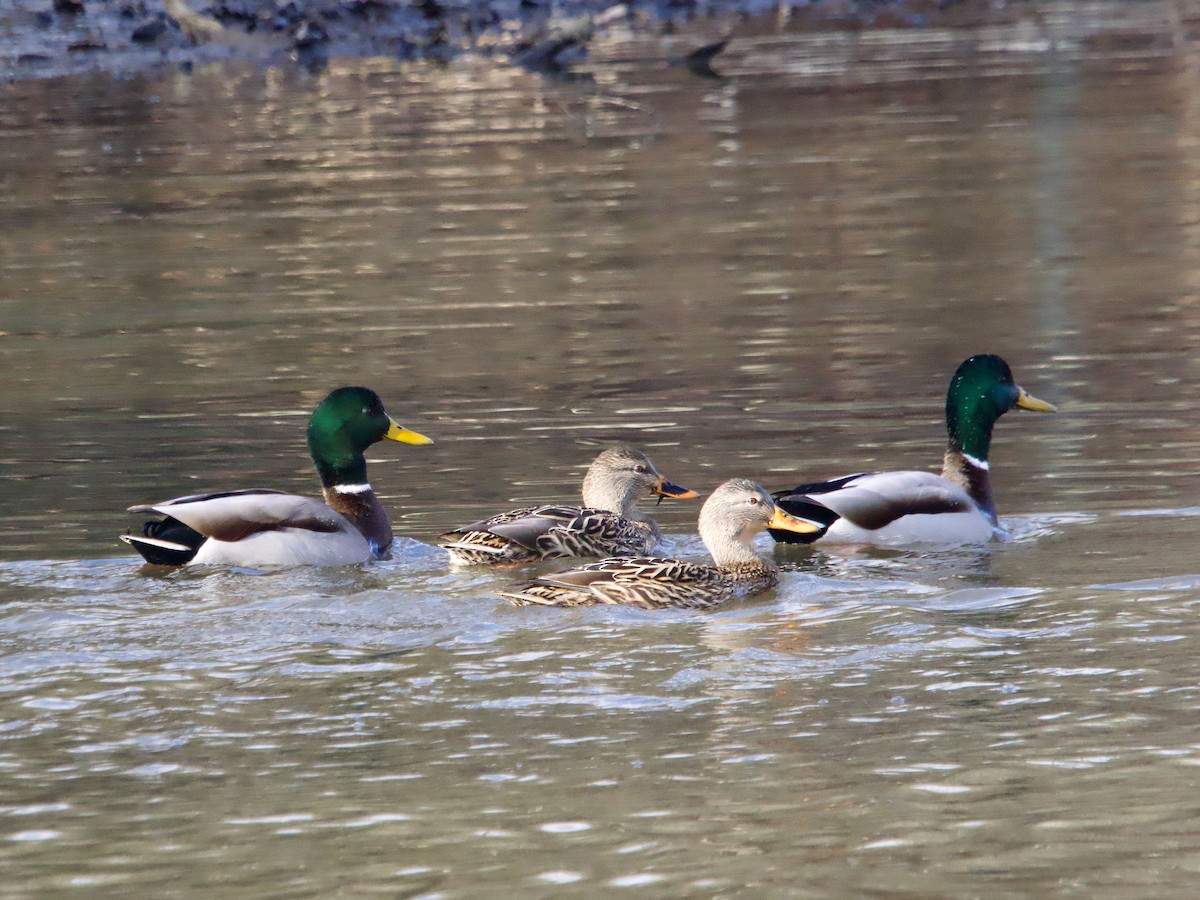 Mallard - John Felton