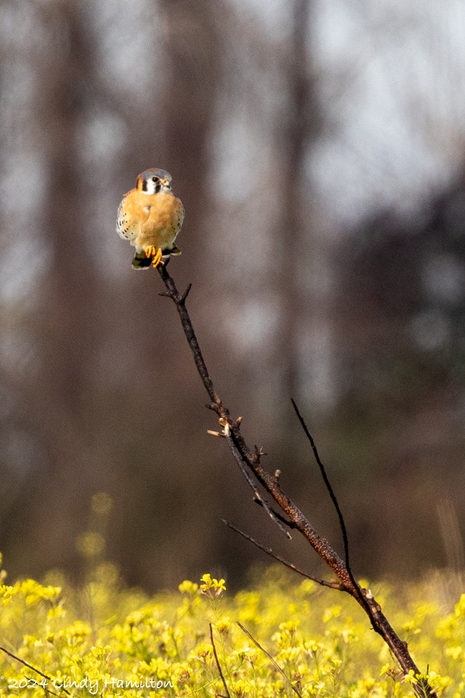 American Kestrel - Cindy Hamilton