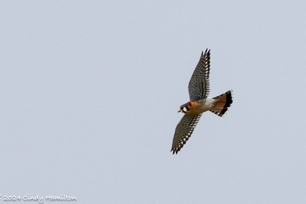 American Kestrel - ML613418340