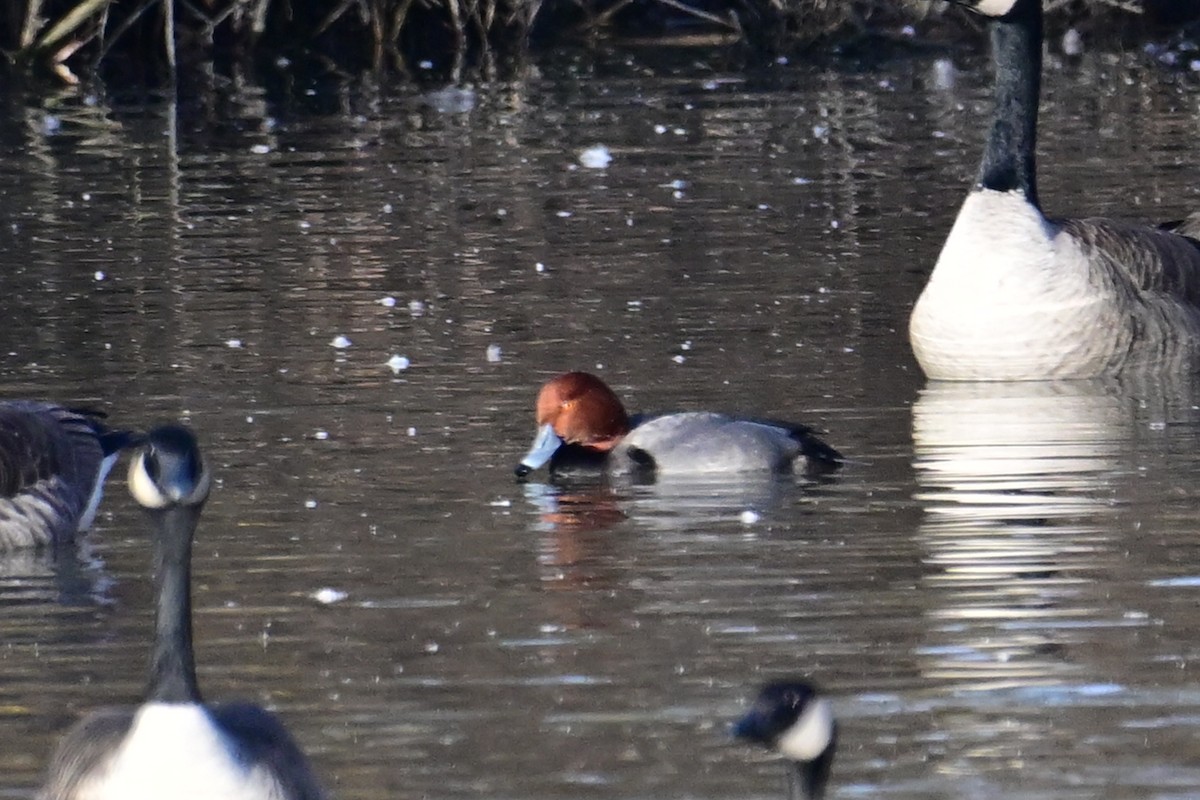 Redhead - Fred Zimmerman