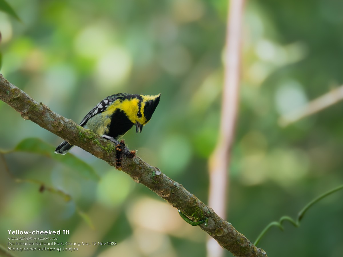 Yellow-cheeked Tit - Nuttapong Jomjan