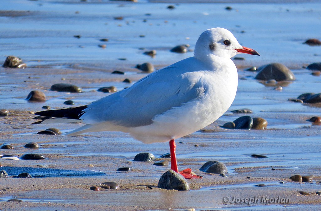 Mouette rieuse - ML613418424