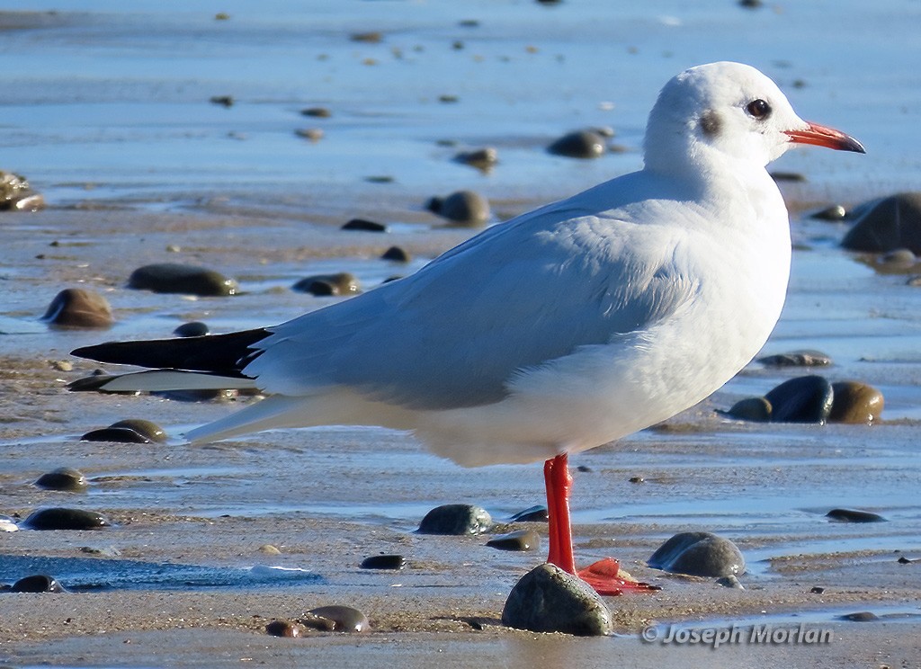 Mouette rieuse - ML613418425