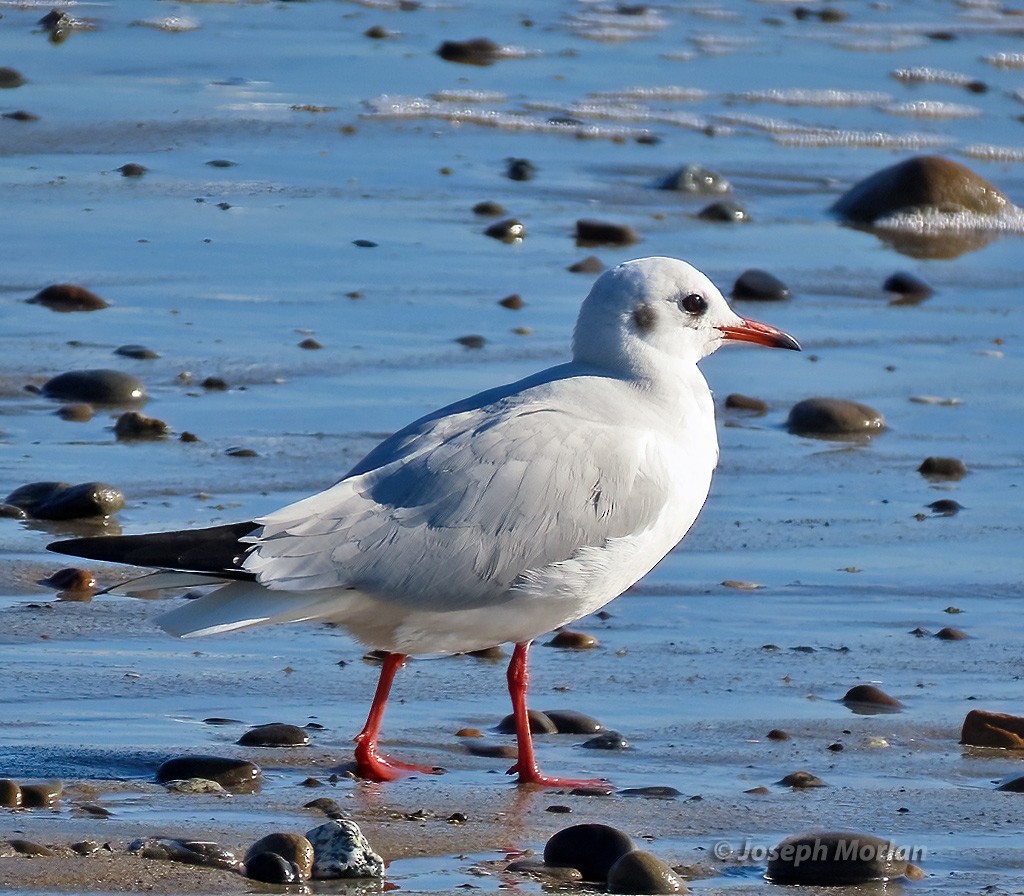 Mouette rieuse - ML613418426
