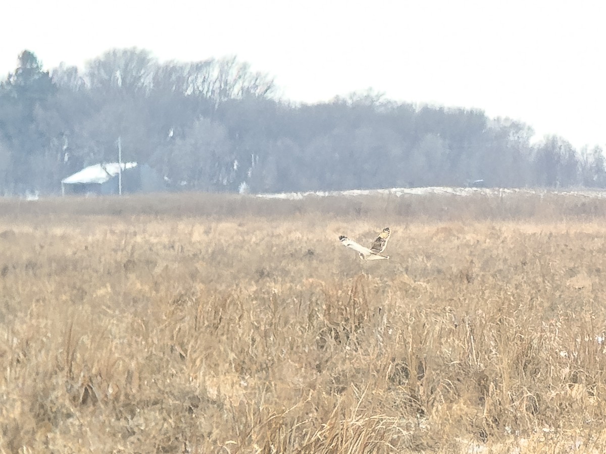 Short-eared Owl - ML613418548