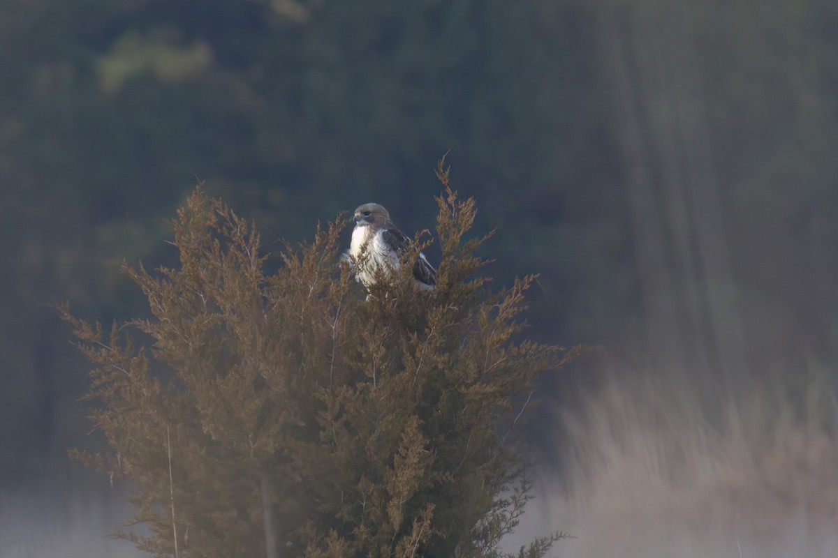 Red-tailed Hawk - Mike Phillips