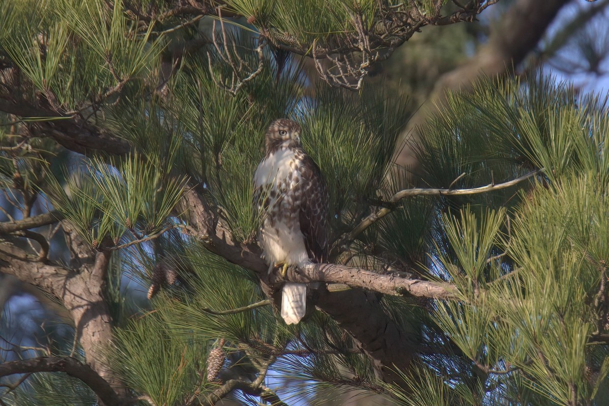 Rotschwanzbussard - ML613418587