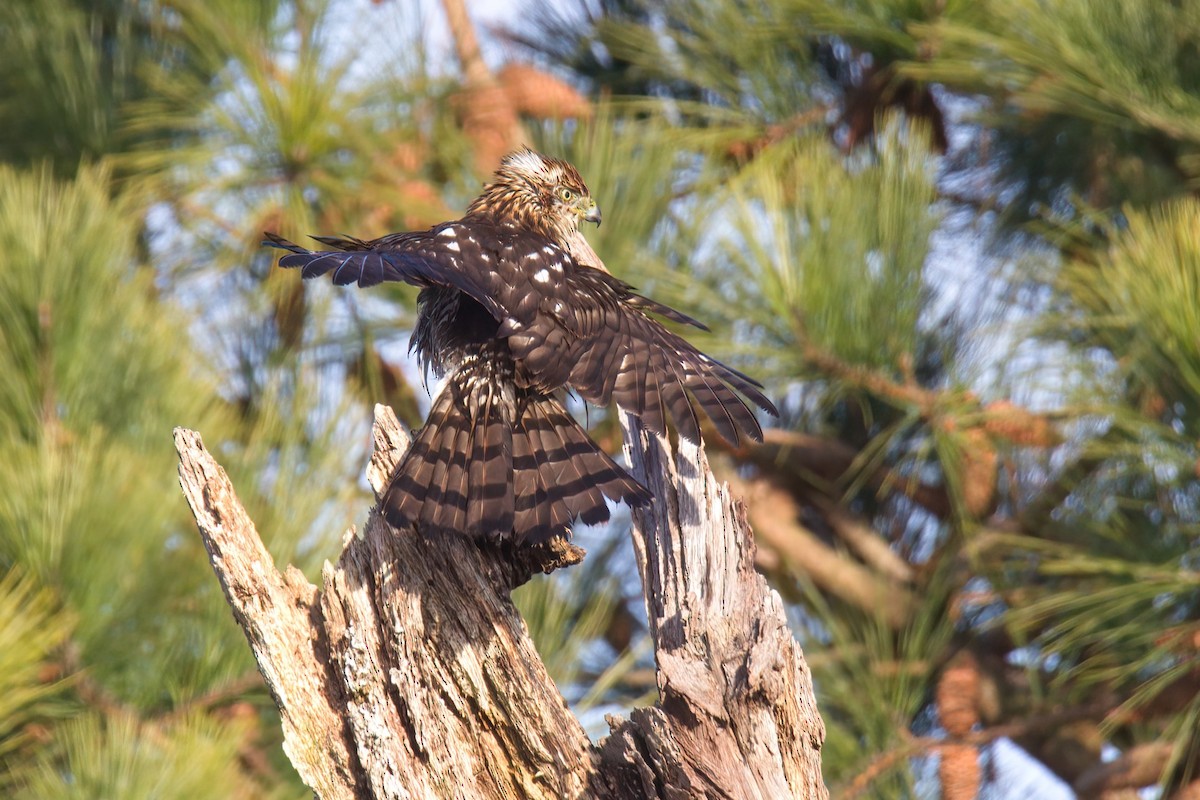 Cooper's Hawk - ML613418596