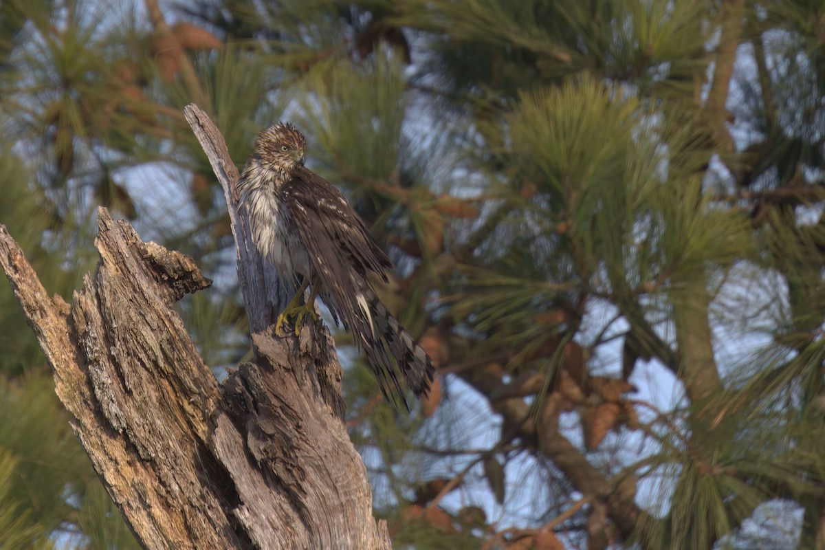 Cooper's Hawk - ML613418597