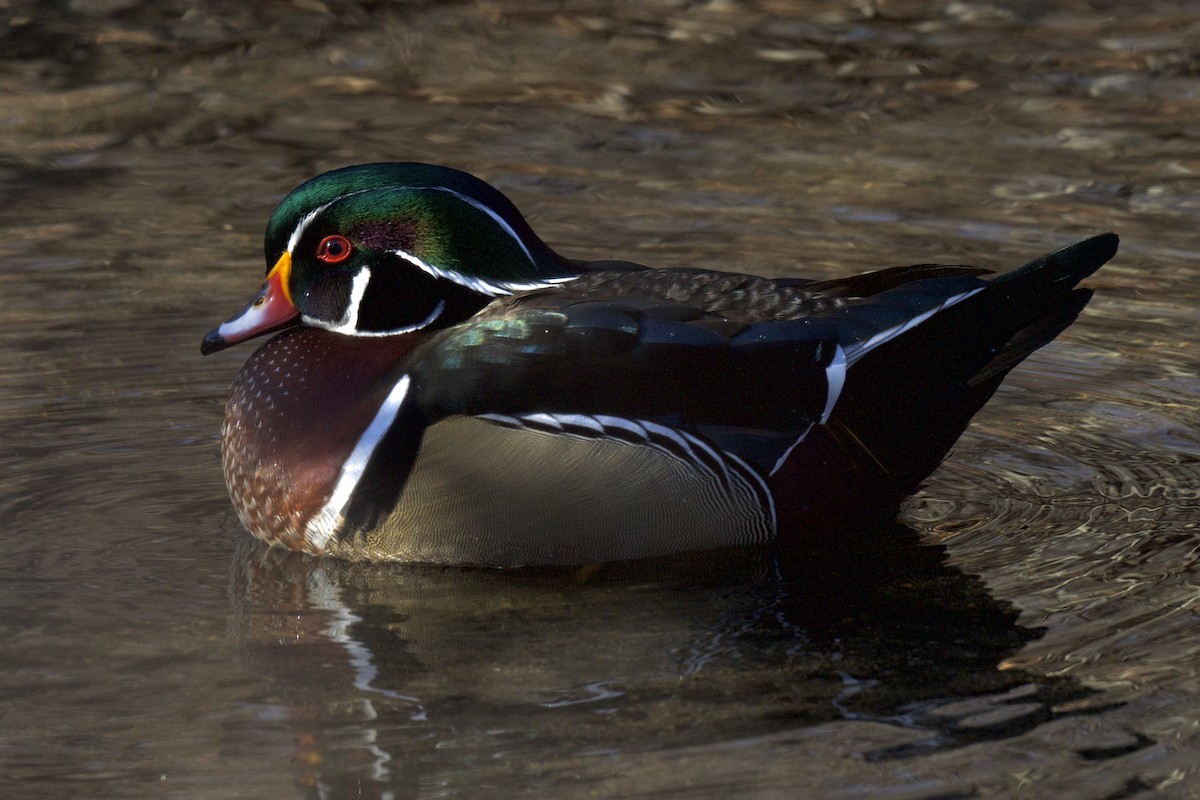 Wood Duck - ML613418614
