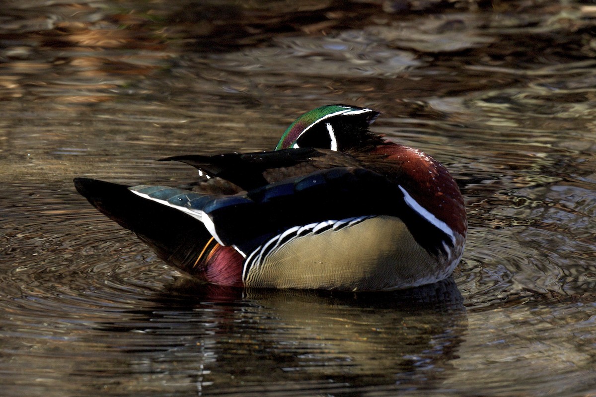 Wood Duck - ML613418616