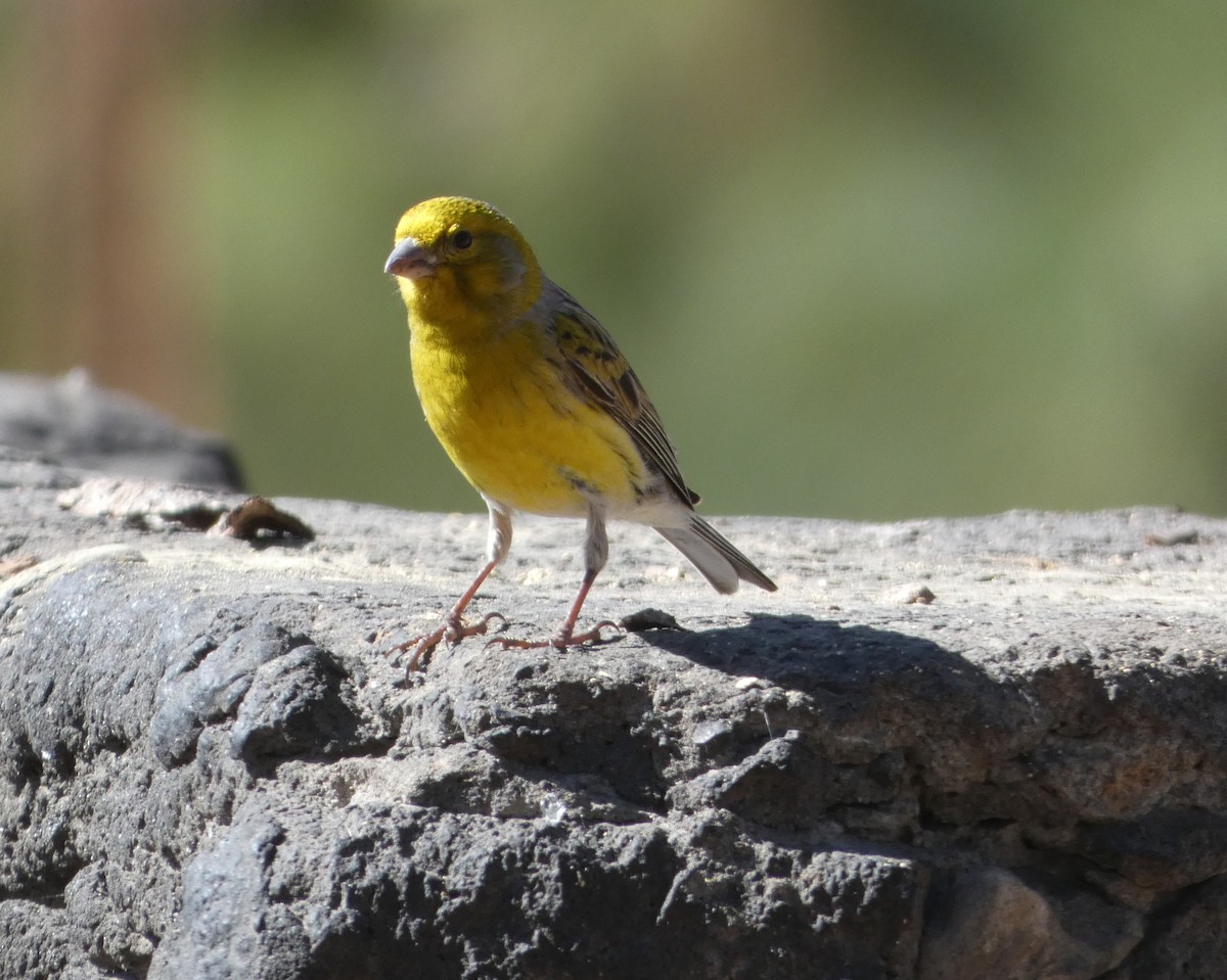 Serin des Canaries - ML613418787