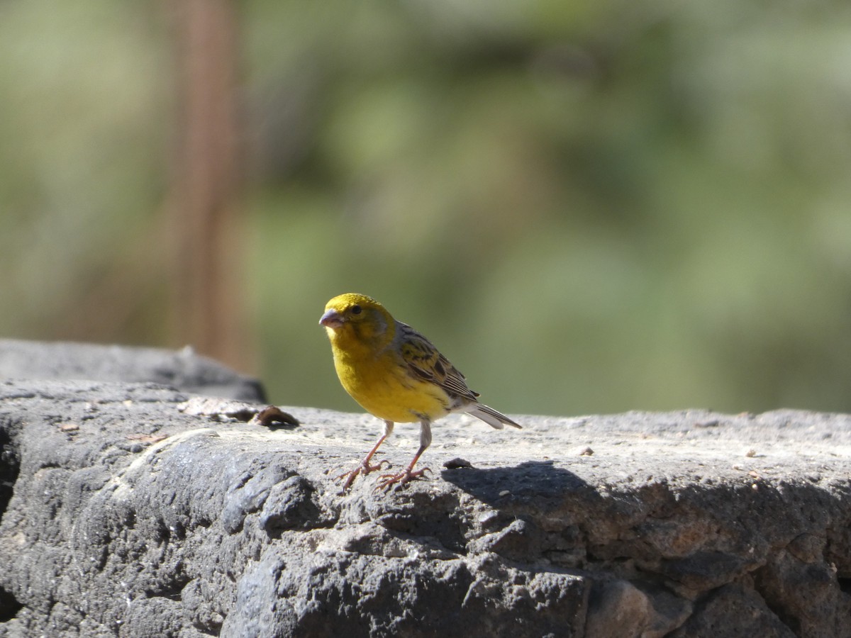 Serin des Canaries - ML613418792