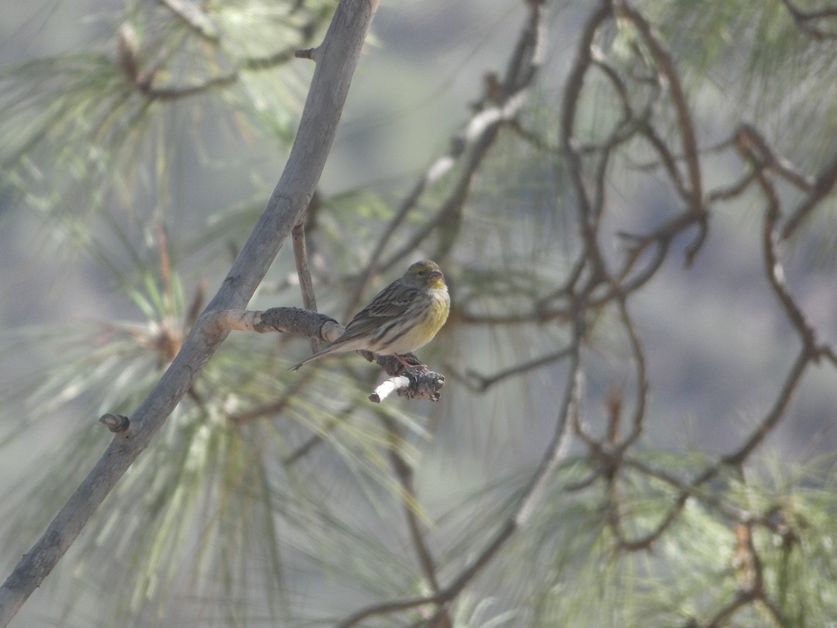 Serin des Canaries - ML613418794