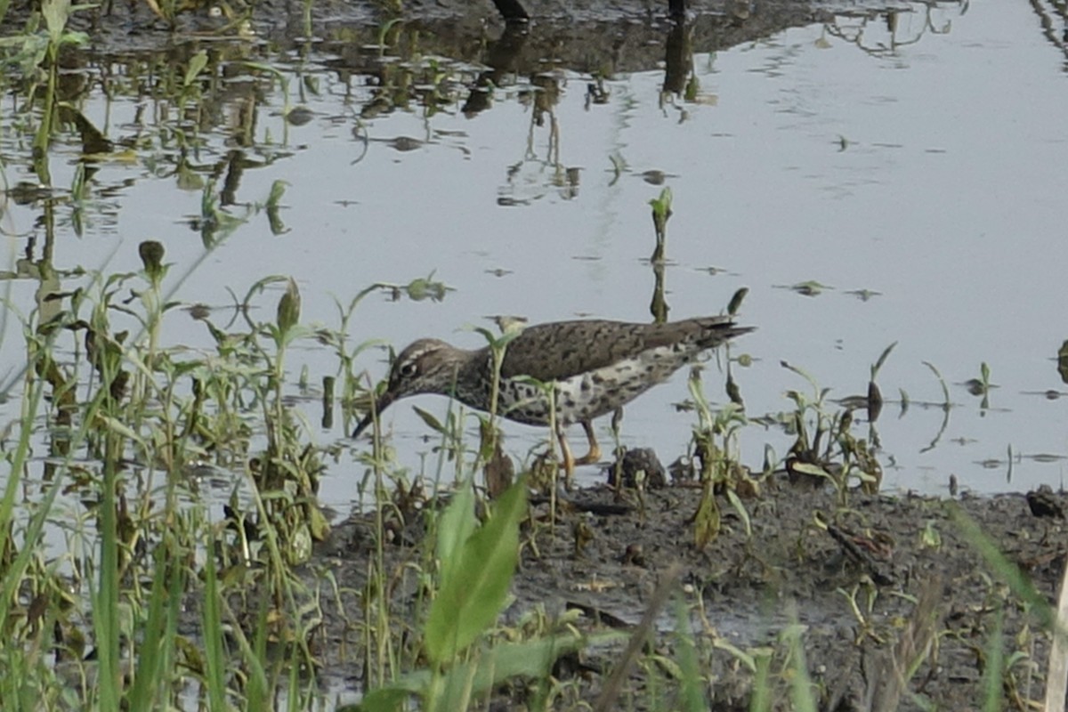 Spotted Sandpiper - ML613418848