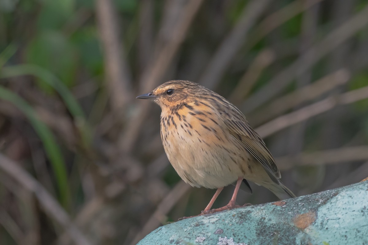 Nilgiri Pipit - ML613418919