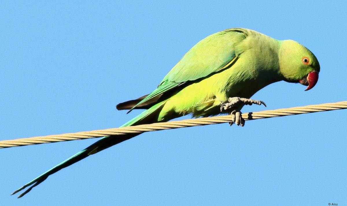 Rose-ringed Parakeet - ML613419008