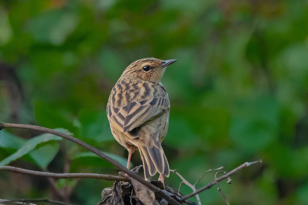 Nilgiri Pipit - ML613419064