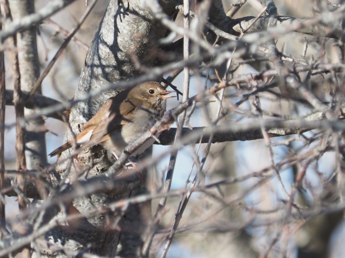 Hermit Thrush (faxoni/crymophilus) - ML613419146