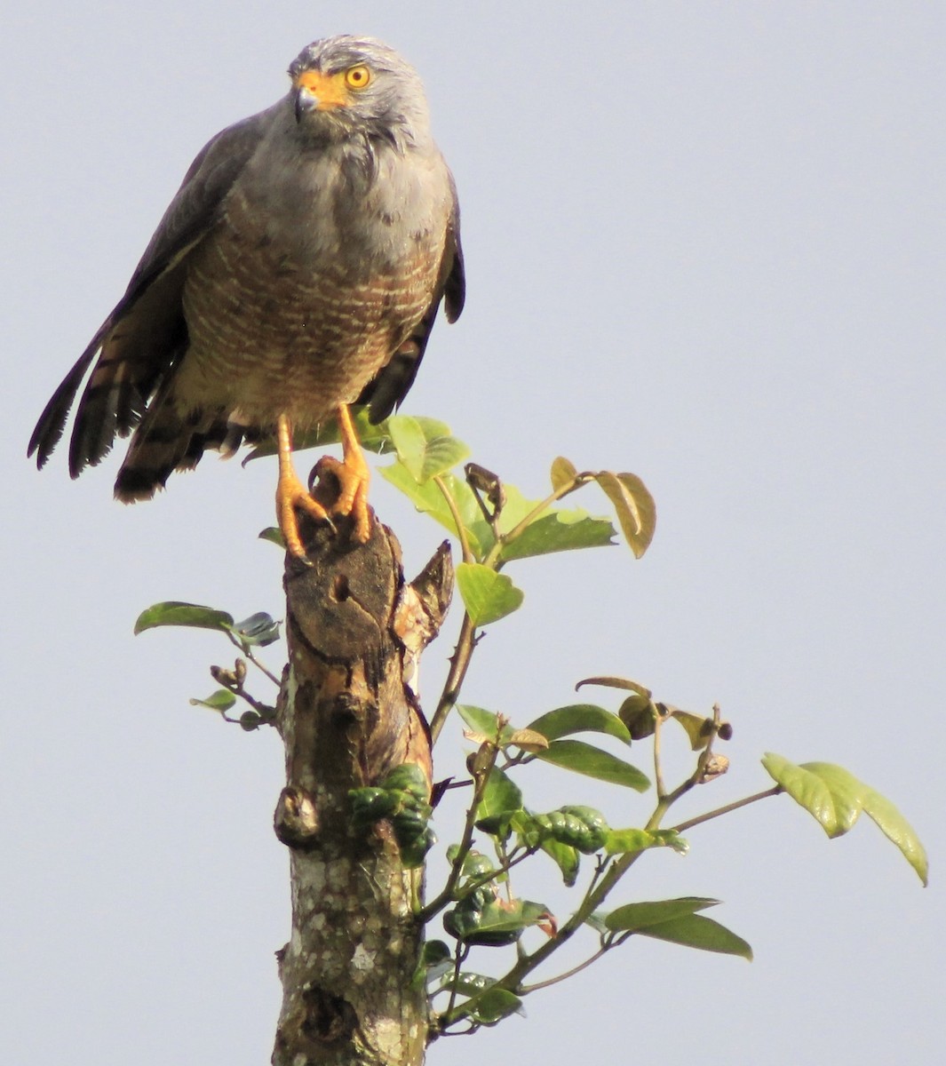 Roadside Hawk - ML613419147