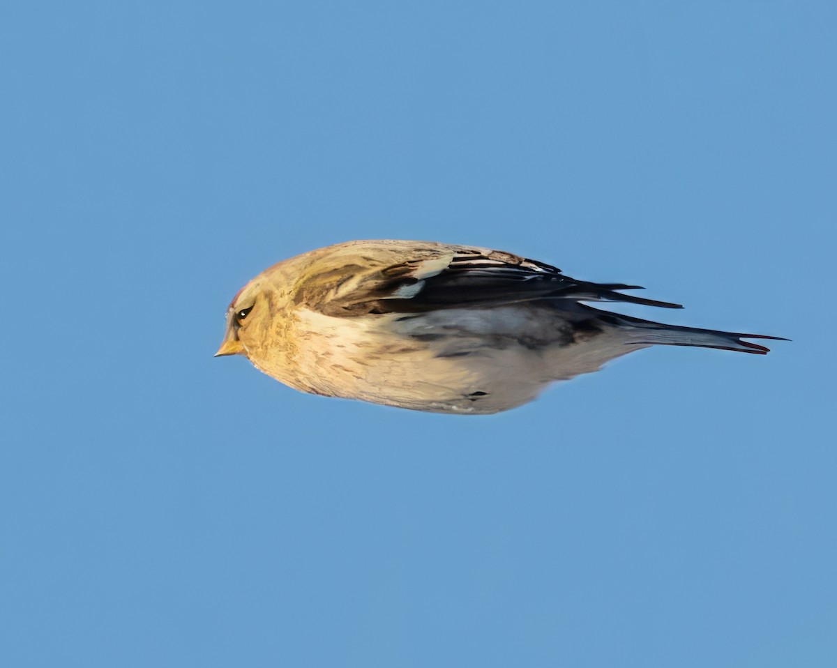 Hoary Redpoll - Michał Grądcki